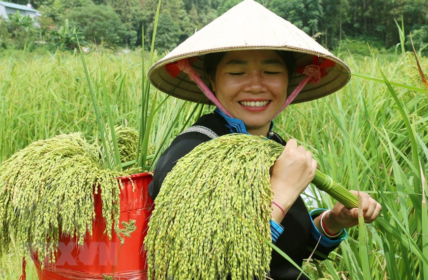 在“白色高原”北河上欣赏秋熟稻谷之美