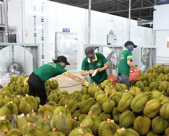 越南林同省通过正贸渠道向中国出口72吨榴莲