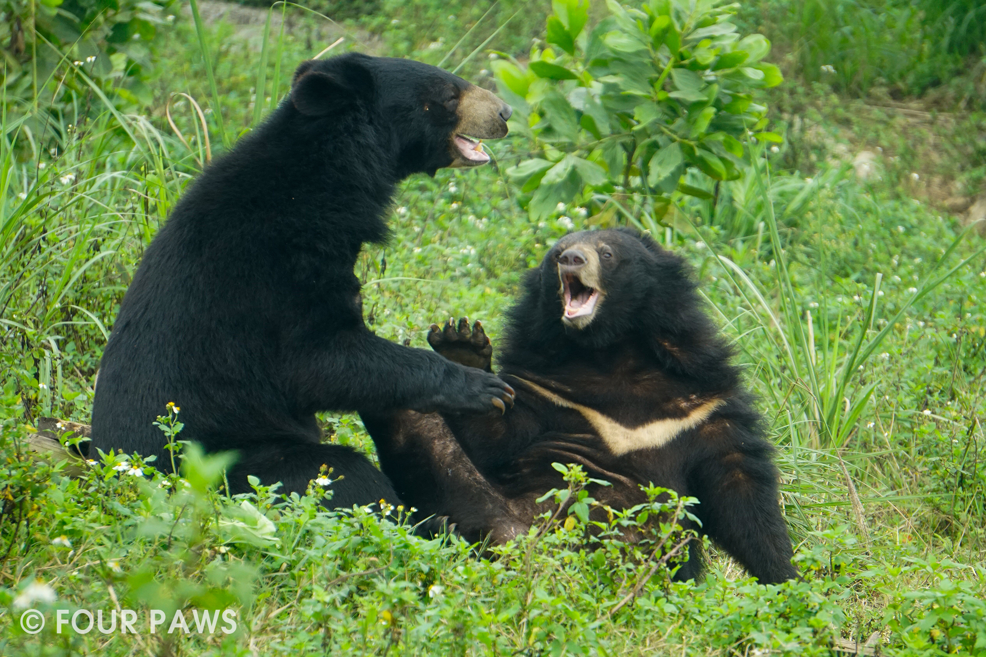 越南推出关于生物多样性保护和动物福利的两部纪录片