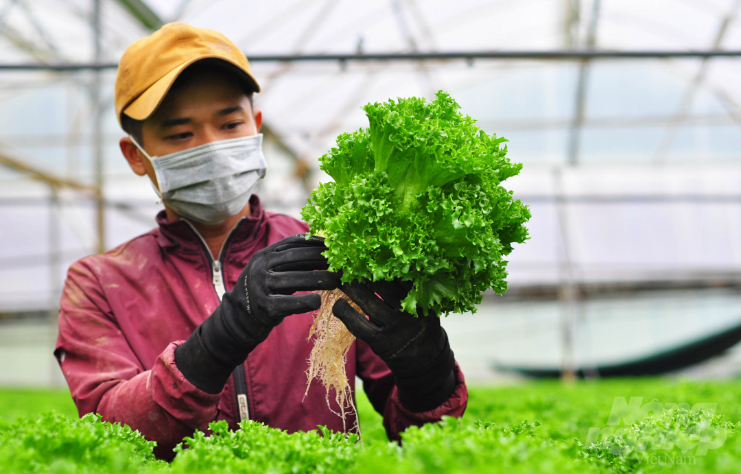 林同省水培蔬菜销往新加坡和韩国