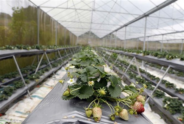 今年前9个月越南农林水产品出口额同比增长15 2