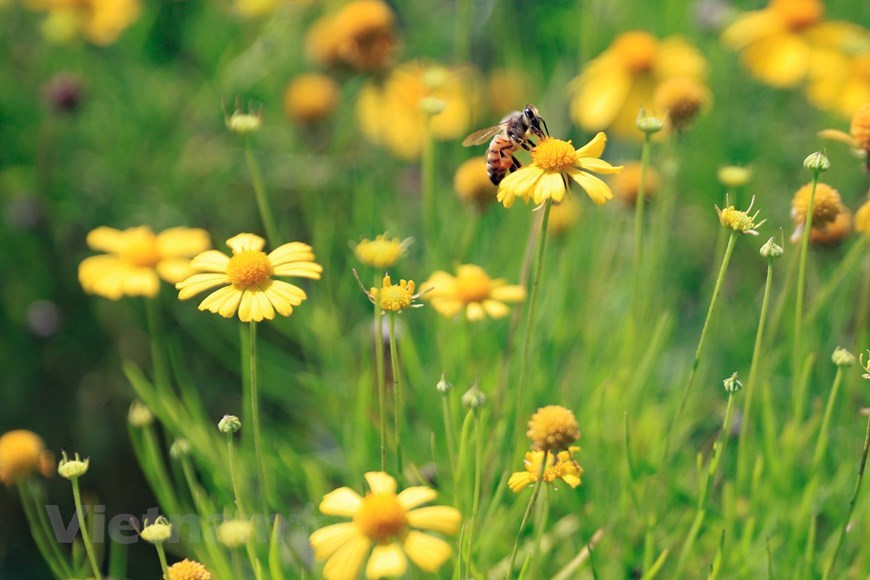 河内美如画的金毛菊花田