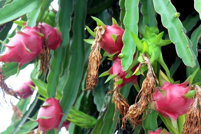 越南力争到2025年水果出口额达50亿美元