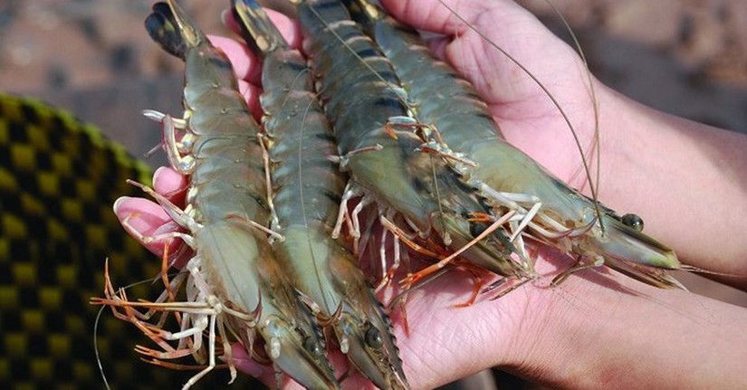 越南跻身美国水产品供应大国之列