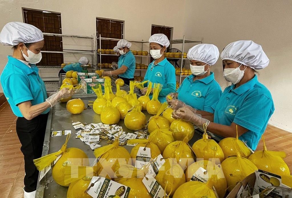 和平省向英国出口首批11吨演柚子