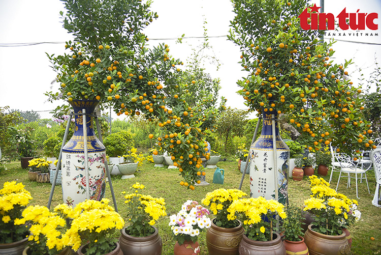 西莲村独特的迎春金橘盆景