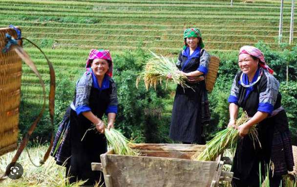 越南少数民族贫困户比例下降3