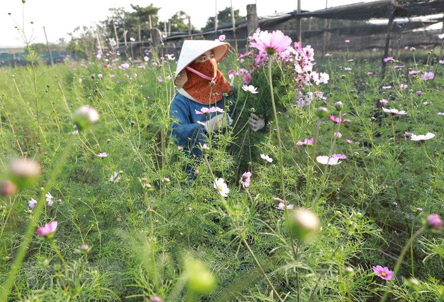 河内花村五彩缤纷迎春节