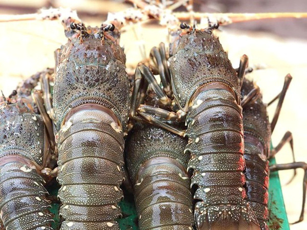 庆和省每天出口数百吨龙虾