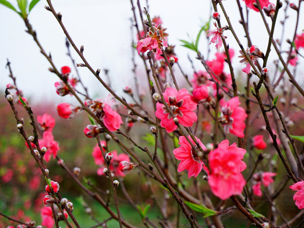 越南人春节假期的赏花爱好