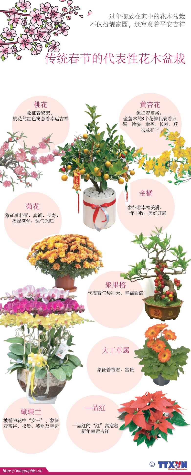 [Infographics] 传统春节的代表性花木盆栽