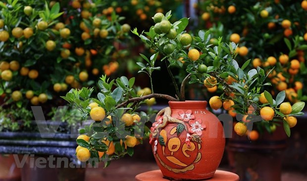 春节中金橘树的意义