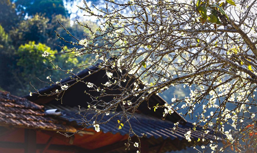 奠边省芳班山谷李花怒放一树白