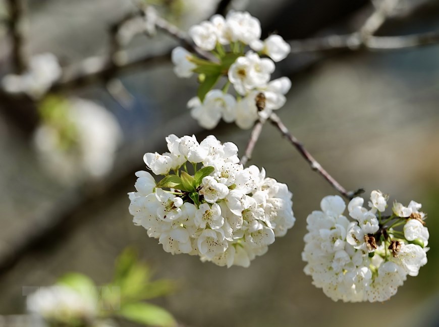 安沛省高原令人心醉的白梅盛景（组图）