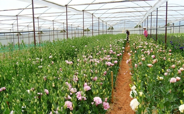 2022年越南鲜花出口额达近6700万美元