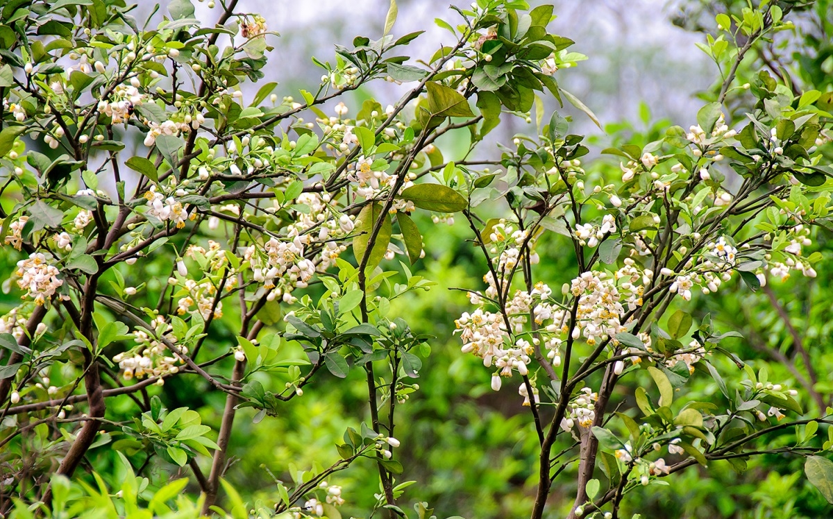 河内街道柚子花香沁人心脾