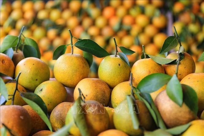 越南特产高丰橙子正式在英国市场销售