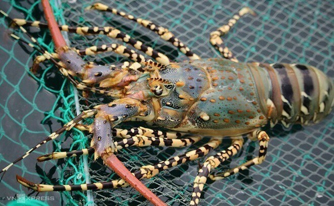 越南对中国的龙虾出口额呈井喷式增长