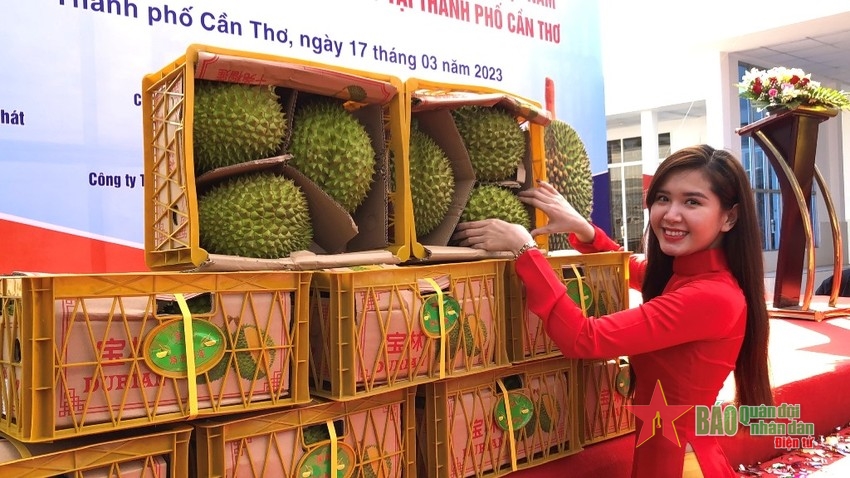 芹苴首批出口中国榴莲发运