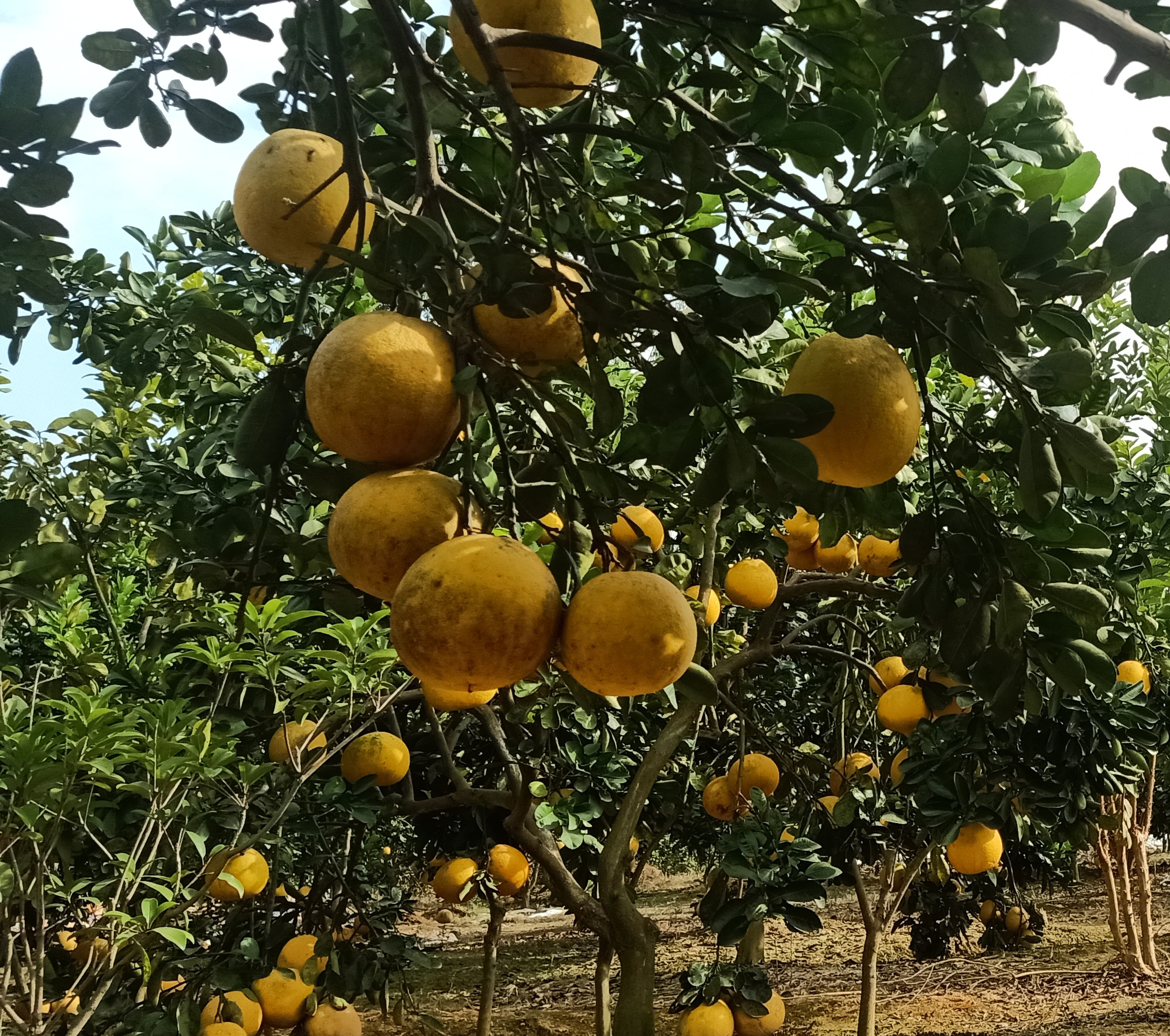 越南农产品致力在英国市场站稳脚跟