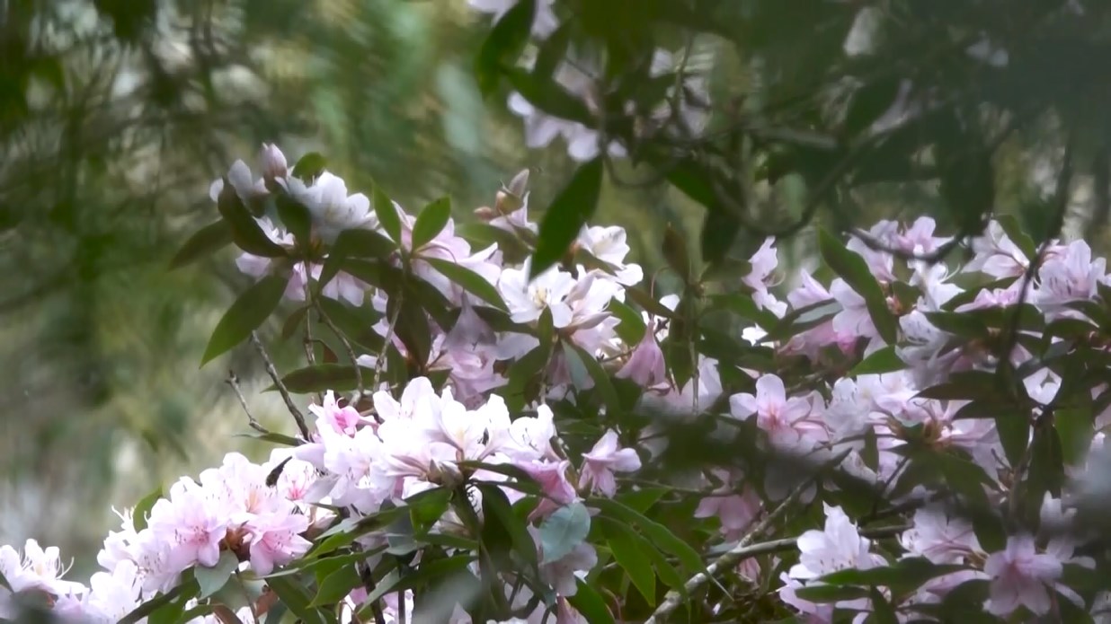唤醒安沛省隆供村旅游潜力