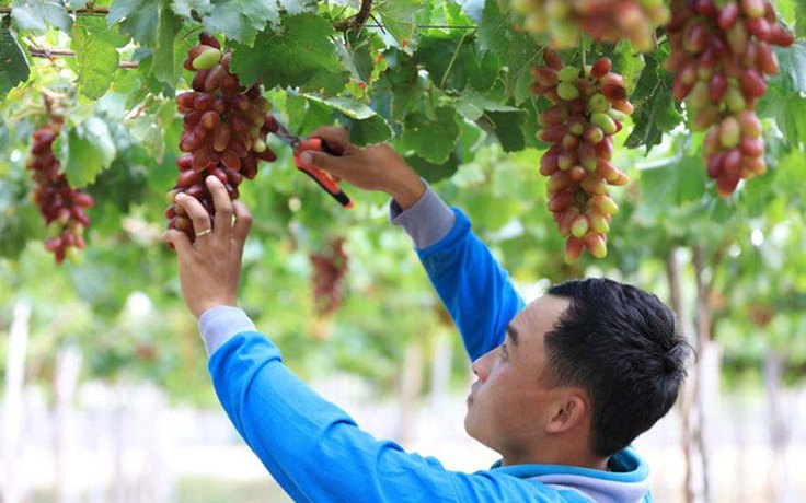 2023年宁顺葡萄和葡萄酒节：推广该省的葡萄经济价值和旅游形象