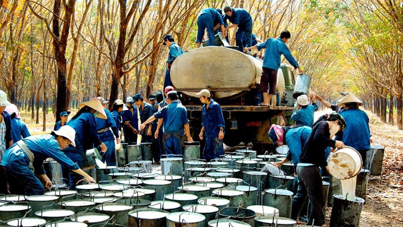提高越南橡胶在国际市场上的竞争力
