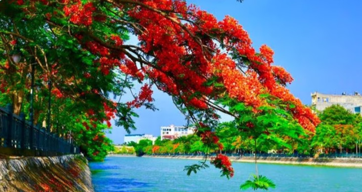 海防市——红艳似火的凤凰花城