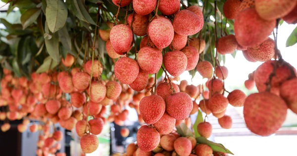 2023年北江省力争向美国出口1500吨荔枝