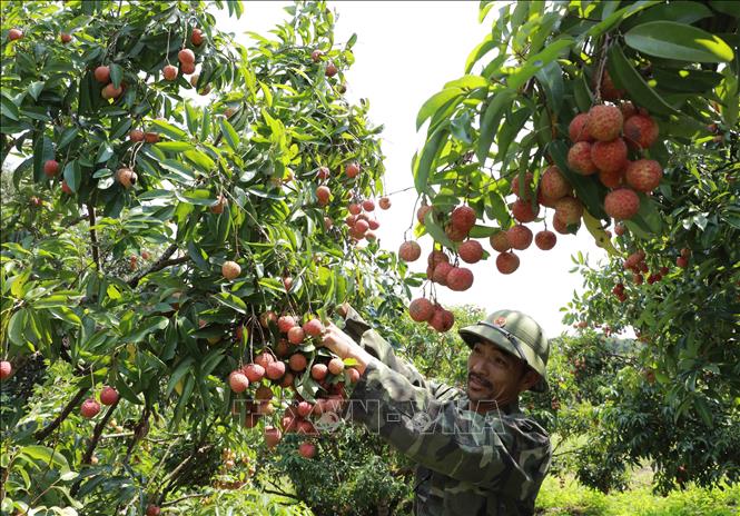 数百个中国商人月底将赴北江考察和收购荔枝
