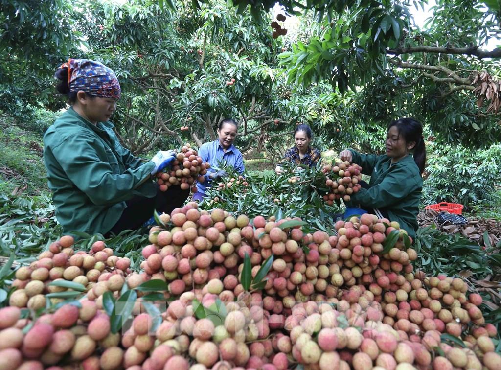 约有1000吨新鲜荔枝向中国出口