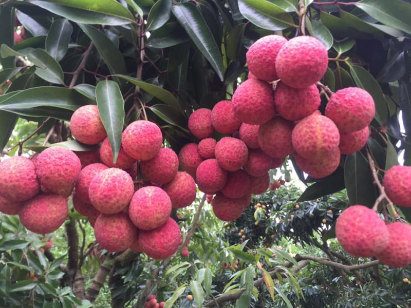 北江省新增12个专供出口的荔枝种植专区代码