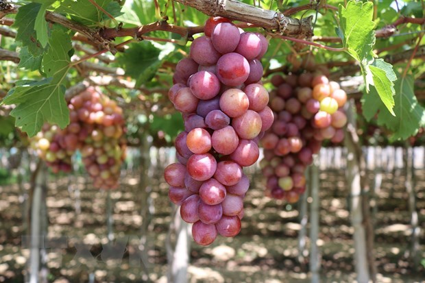 宁顺省为2023年葡萄和葡萄酒节做好准备