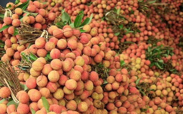 越南通过老街省金城国际口岸向中国出口5400吨荔枝