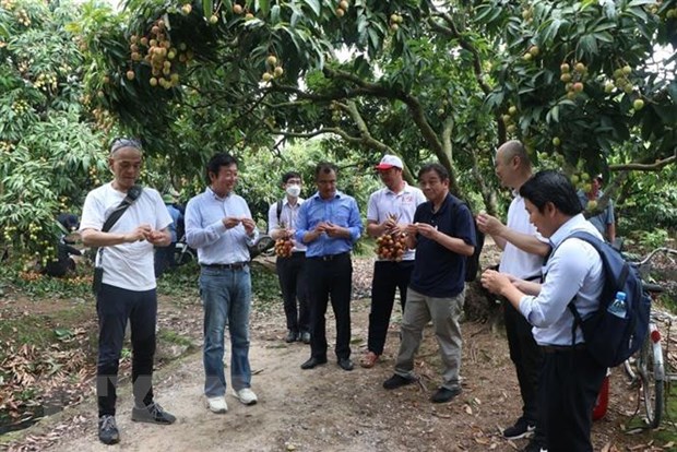 日本企业高度赞赏清河荔枝种植区
