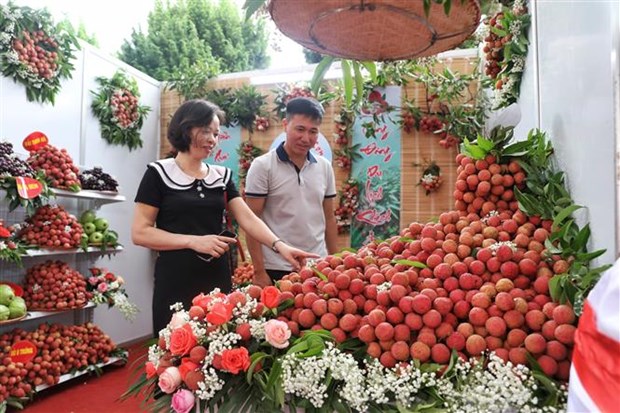 北江省拟通过铁路向中国出口荔枝