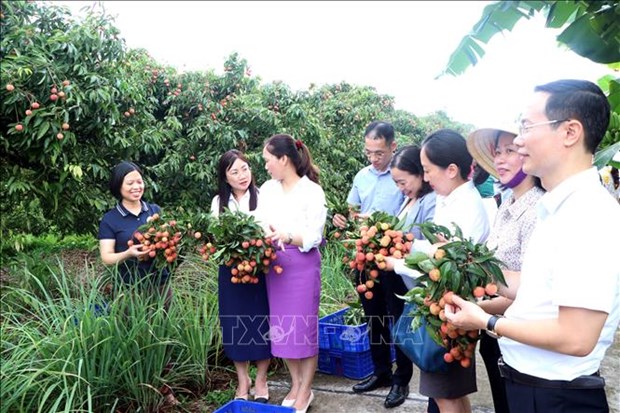 海阳省2023年荔枝出口产量有望占出口总量50 以上