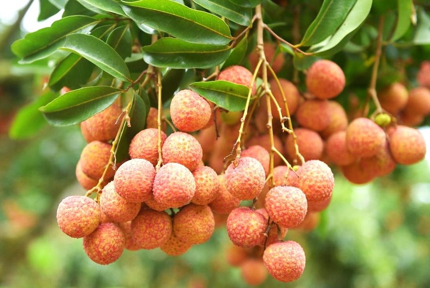 越南向高价值市场出口约有100吨荔枝