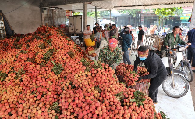 北江省荔枝迎来热闹收获旺季