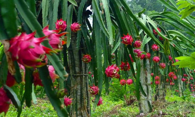 3个月来，山罗省供出口和内销的火龙果达近160吨