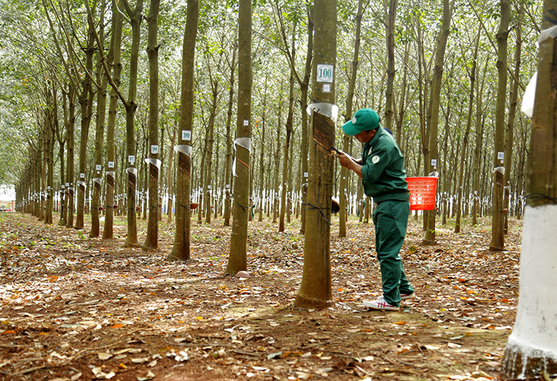 越南和老挝签署关于提高橡胶质量的谅解备忘录