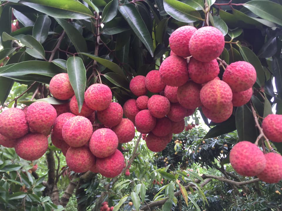 北江省新签43个对外出口荔枝的种植专区代码