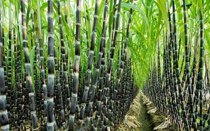 越南向美国出口超过17吨新鲜甘蔗