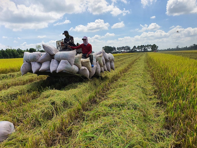 后江省将首次举行国际稻米节
