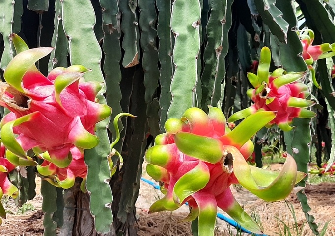 2023年前三季度越南蔬果出口额将超过2022年全年水平