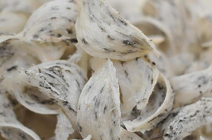 越南即将向中国出口首批燕窝