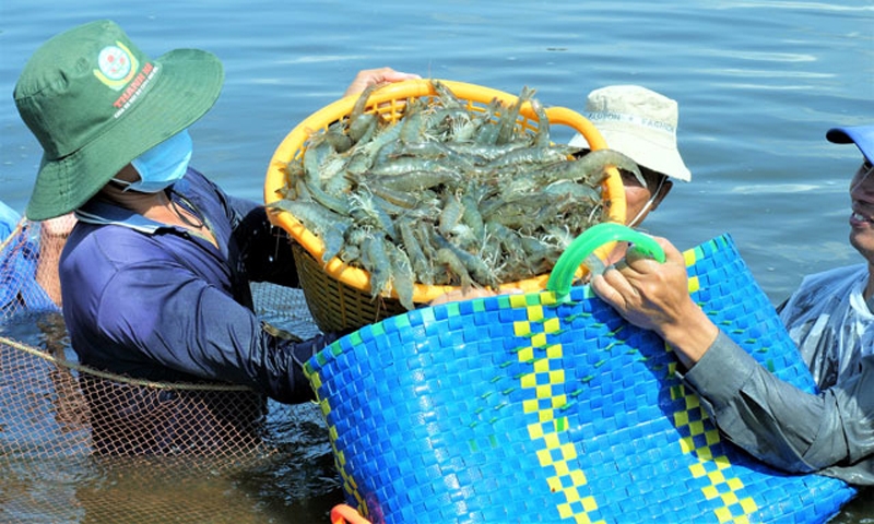 2023年金瓯虾节举行在即