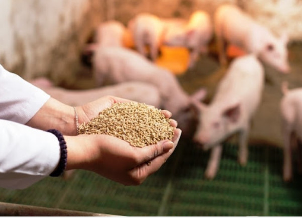 今年前11个月越南饲料出口总额超11 1亿美元