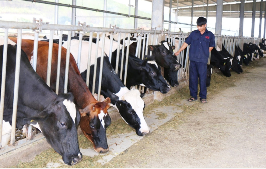 越南畜牧业力争2024年将产值提升4-5 左右