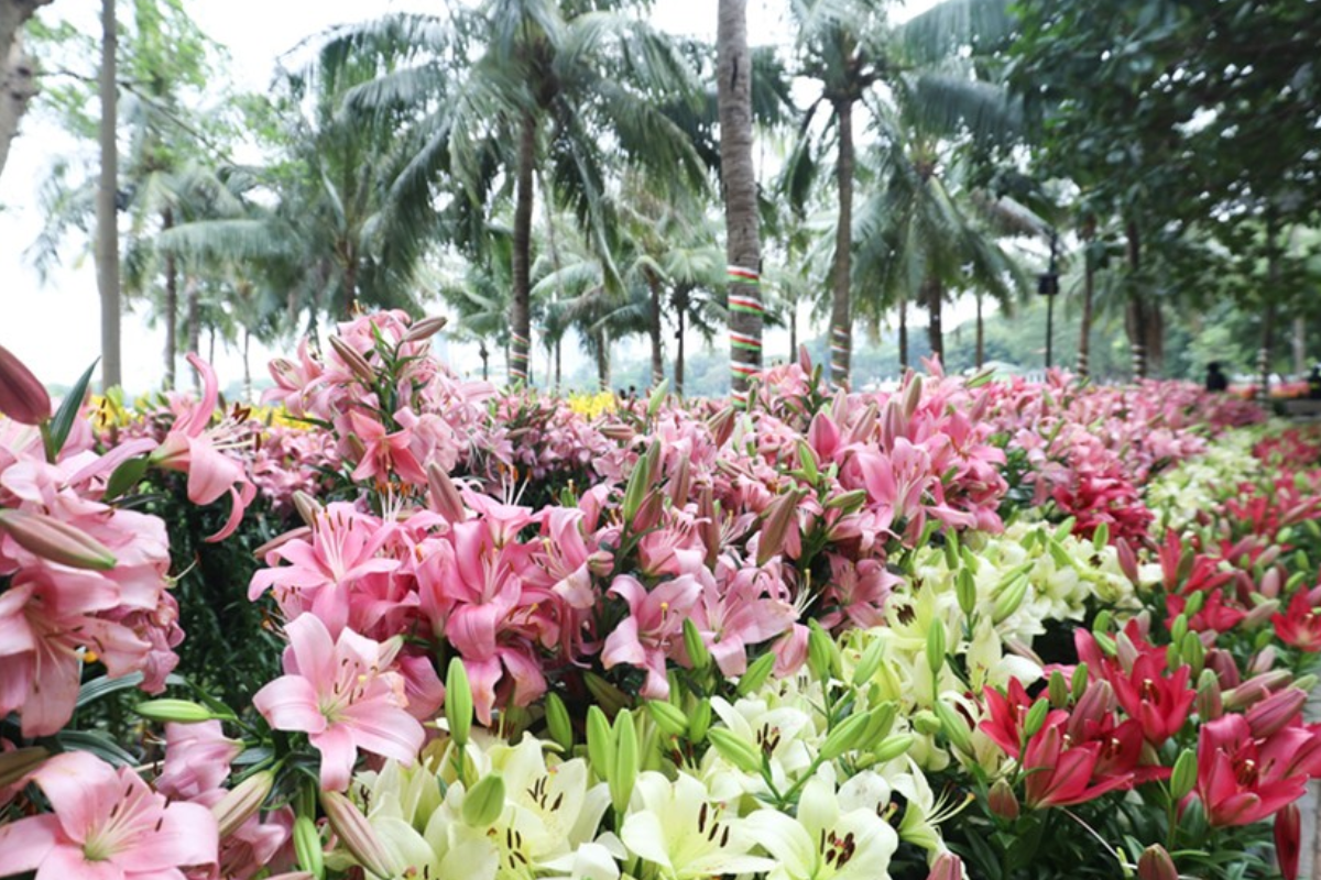 2023年越南花卉展在河内开幕